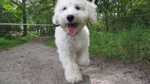 What To Know When Choosing A Dog Walker Or Daycare
