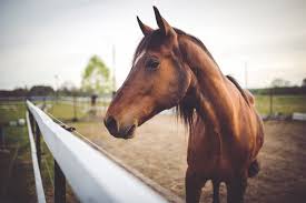 What To Know Before Adopting A Horse