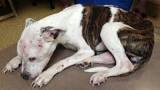 How I can make a difference helping animals in need in the boston area